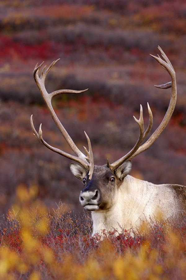 圣诞老人的坐骑——冬日驯鹿|品图