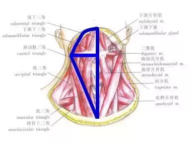 底:舌骨 ; 两边:二腹肌前腹,颈正中线 ; 深部:下颌舌骨肌及其筋膜