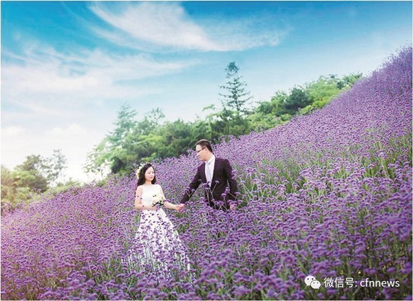 哪些品种适合做花海植物 财经频道 手机搜狐