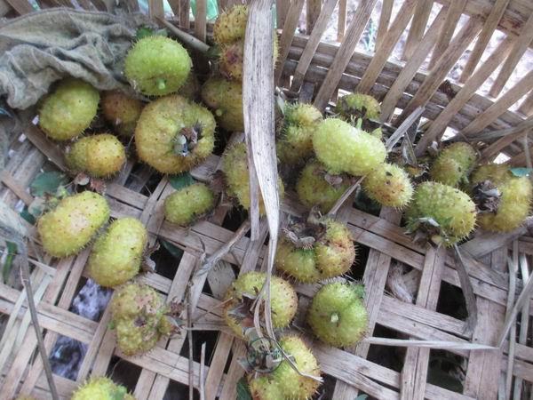 原创:被遗忘在大山珍果野生刺梨,城里买不到!