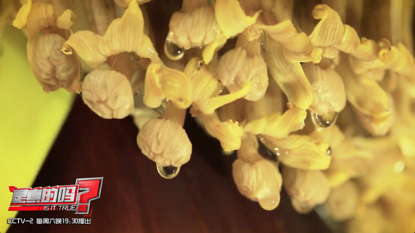 香蕉是用种子种出来的?其实只用一颗小苗就够