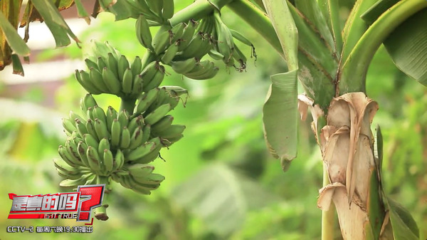 香蕉是用种子种出来的?其实只用一颗小苗就够