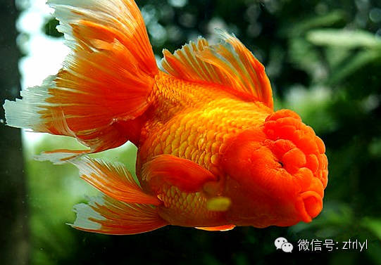 中国金鱼大全 确实漂亮养眼 新闻频道 手机搜狐