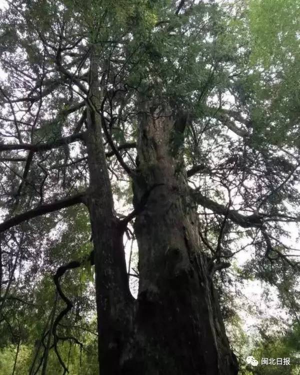 评审,此次共评选出 赤皮青冈,钩锥,细柄蕈树,格氏栲,红锥,福建青冈