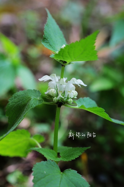 【005】三角形冷水花