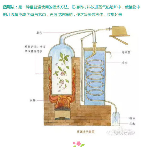 压榨法(主要用于果实,种子等萃取部位)