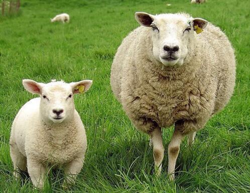 裁缝铺 羊毛服装的保养与收藏 时尚频道 手机搜狐