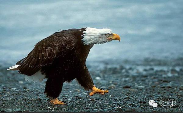 当老鹰活到四十岁时,它的爪子开始老化,无法有效地抓住猎物.