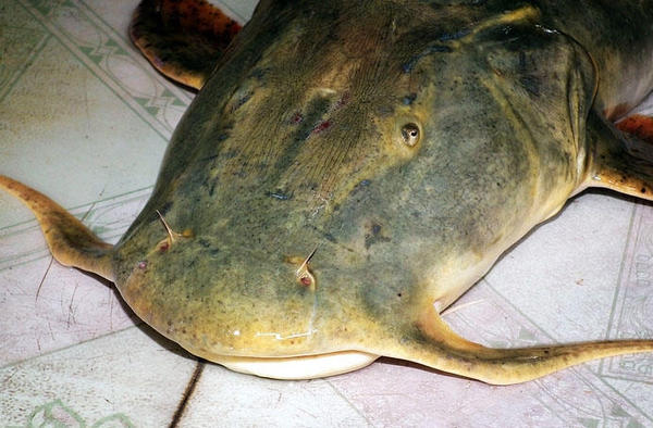 澜沧江鱼种类图片