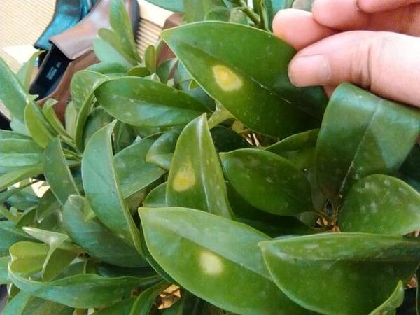 家居装修之植物知识系列(一)金钱树