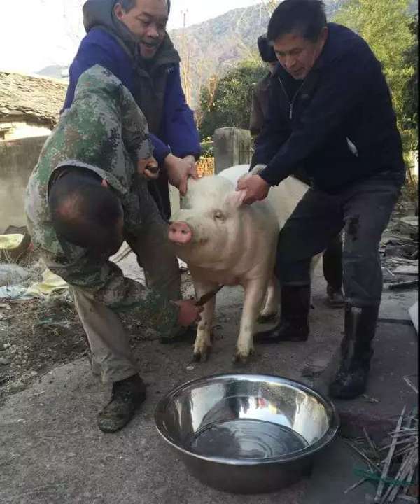 猪年摸猪头图片