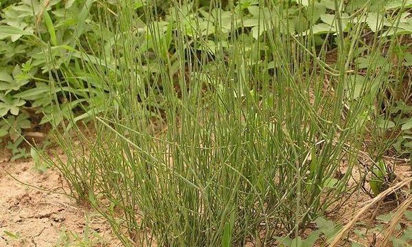 生於山坡草叢中的筆筒草清肝明目還能治療跌打骨折