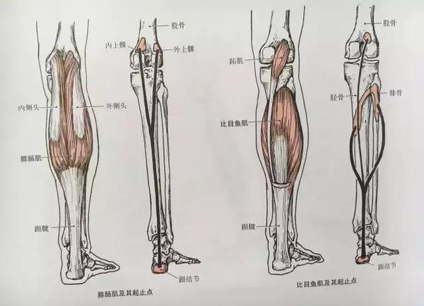 多么痛的领悟 怎样和跟腱炎说再见 体育频道 手机搜狐