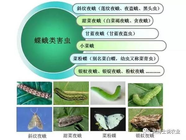6大类蔬菜害虫的识别和绿色防控 财经频道 手机搜狐