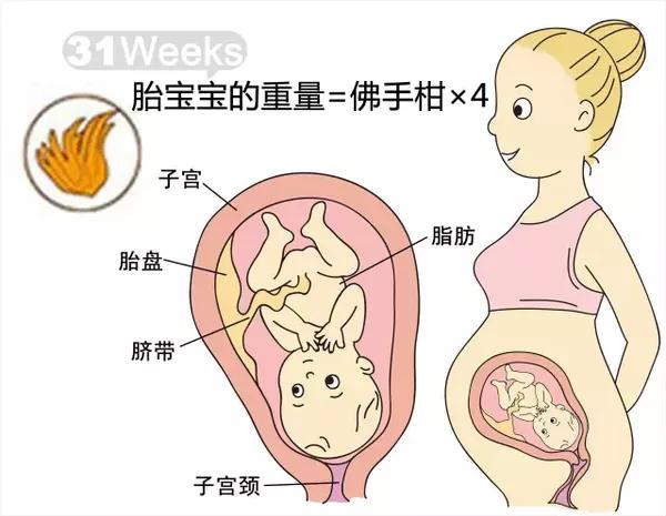 孕期麻麻 孕30周胎儿发育和妈妈变化 接好孕 母婴频道 手机搜狐