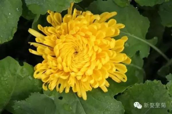 冬季 菊花茶搭配什么一起喝效果好 健康频道 手机搜狐