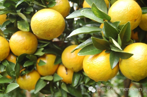 word天,仁化黄坑镇的贡柑真系甜过初恋!