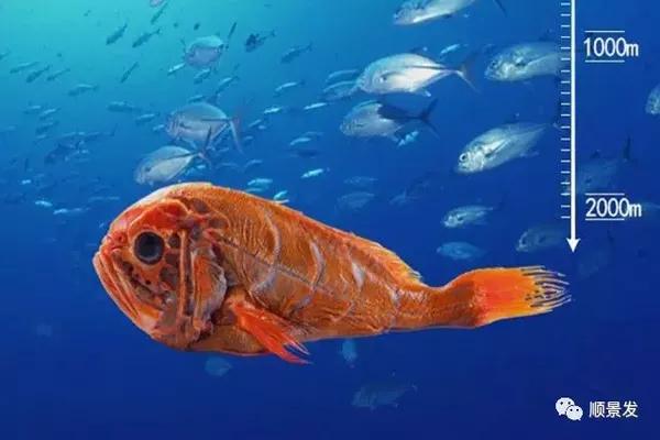长寿鱼 红金目鲷 红宝石你能分清楚吗 新闻频道 手机搜狐