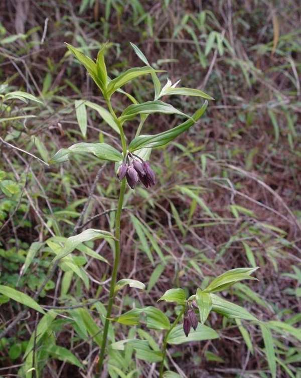 治疗时采取新鲜的万寿竹适量,煎服为主.也可捣碎敷在患处.