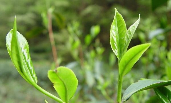 许多名茶,如高级西湖龙井茶,碧螺春,黄山毛峰,六安瓜片,太平猴魁,顾渚