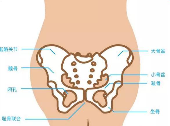 女性耻骨联合的位置图图片