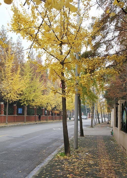 黄金城道,伊犁路进入银杏最佳观赏期!