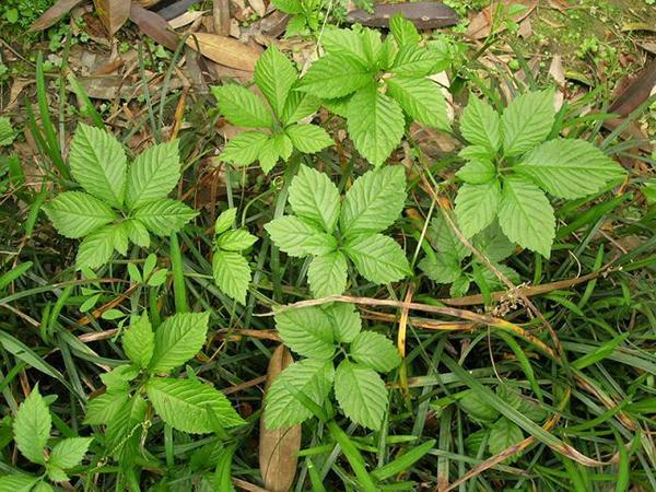 一棵农村的野草 居然治疗心脏病效果这么好 健康频道 手机搜狐