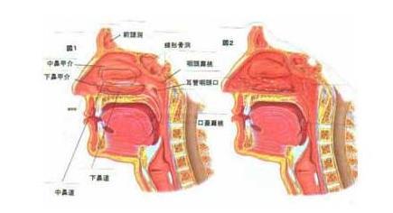 空鼻症:一种会呼吸的痛!