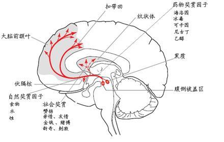 神秘的大脑重要的激活物质 多巴胺和内啡肽 健康频道 手机搜狐