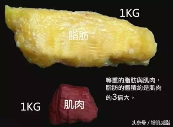 健身后体重反而增长 因为肌肉 脂肪 体积1 3 体育频道 手机搜狐