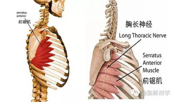 翼状肩 是因为它出问题啦 前锯肌 体育频道 手机搜狐