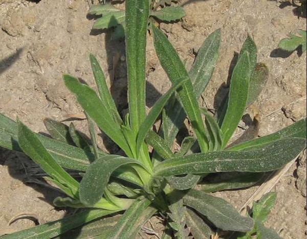 农村的一种猪特别爱吃的野草,竟是调理血液的圣药