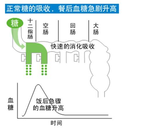 对于这类人群,可以应用α-糖苷酶抑制剂.