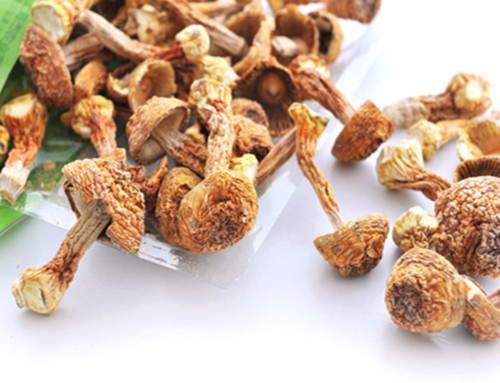 姬松茸茶树菇新疆飞鹅汤