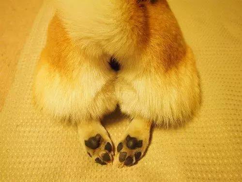 一端上桌犬奴集体尖叫!超q嫩柴屁屁丸子美味登场
