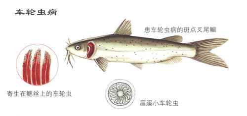 鱼儿常见几种病的治疗方法 赶紧收藏 四 新闻频道 手机搜狐