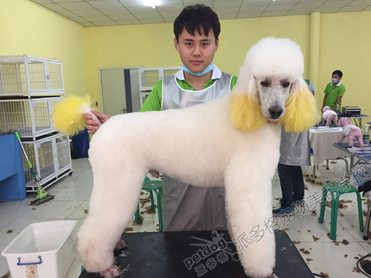 学宠物美容学不会该怎么办-教育频道-手机搜狐