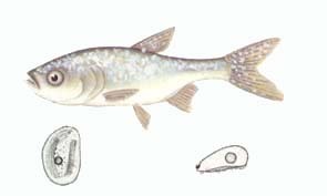 鱼儿常见几种病的治疗方法 赶紧收藏 四 新闻频道 手机搜狐