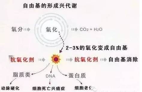 你白天然虾青素如何抗衰,抗氧化?