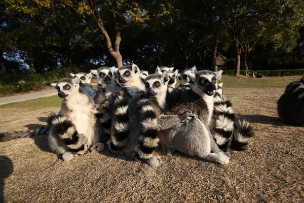 动物的智慧——抱团才能取暖!