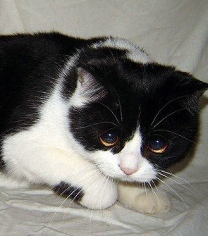 喵星人果然是装可怜的卖萌高手,给跪了.