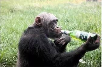 奇闻 这6种动物居然嗜酒如命 美食频道 手机搜狐