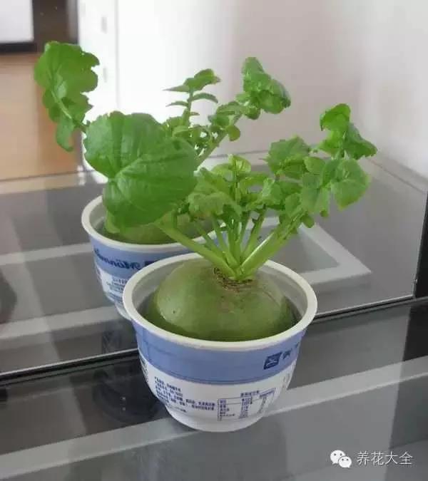 水培的萝卜不比花草差!