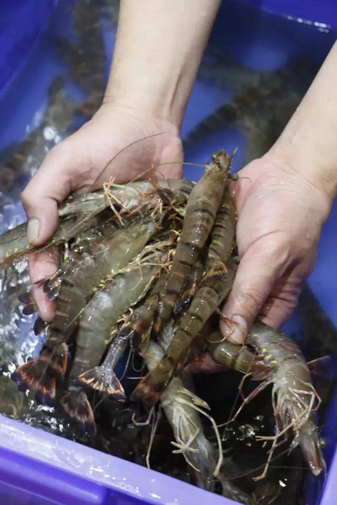 川岛野生大花虾