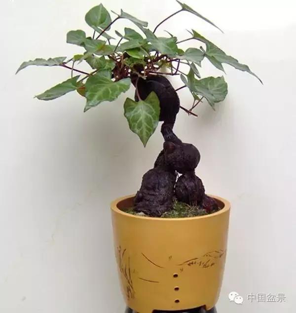 古雅别致的"何首乌盆景"