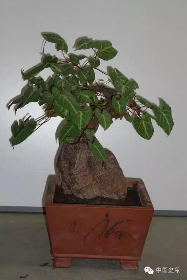 古雅别致的"何首乌盆景"