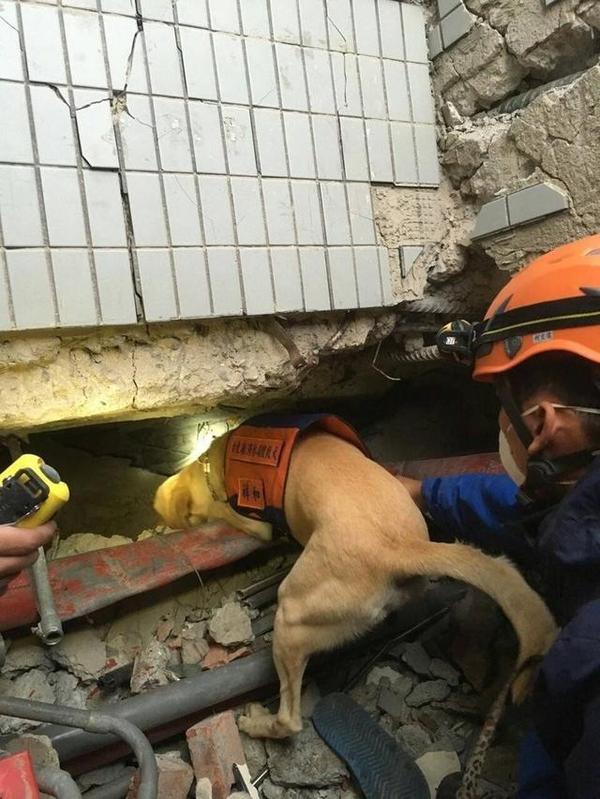 115人死亡,搜救人员除了官兵还有一批搜救犬,但是其中有一只搜救犬被