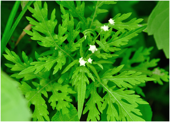 银胶菊parthenium hysterophorus linnaeus