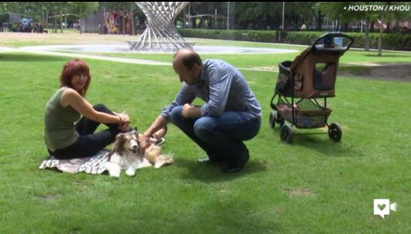 狗狗双目失明 行动不便 但主人推着婴儿车带它 新闻频道 手机搜狐