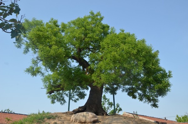 潍城东风街国槐